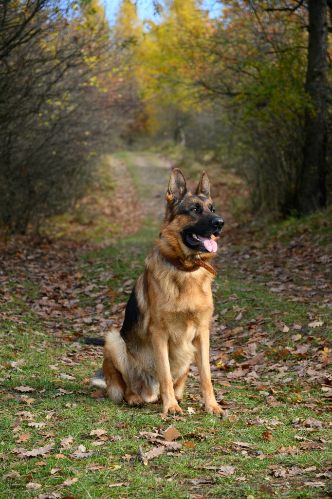 Brown and black German Shepherd sitting attentively