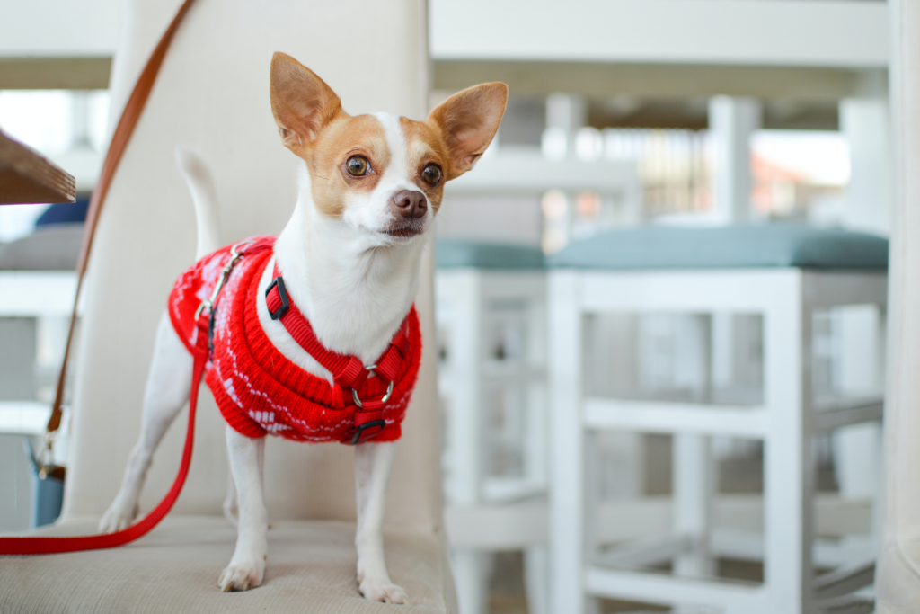 Cute Chihuahua dog wearing a red Christmas sweater, ears and tail perked