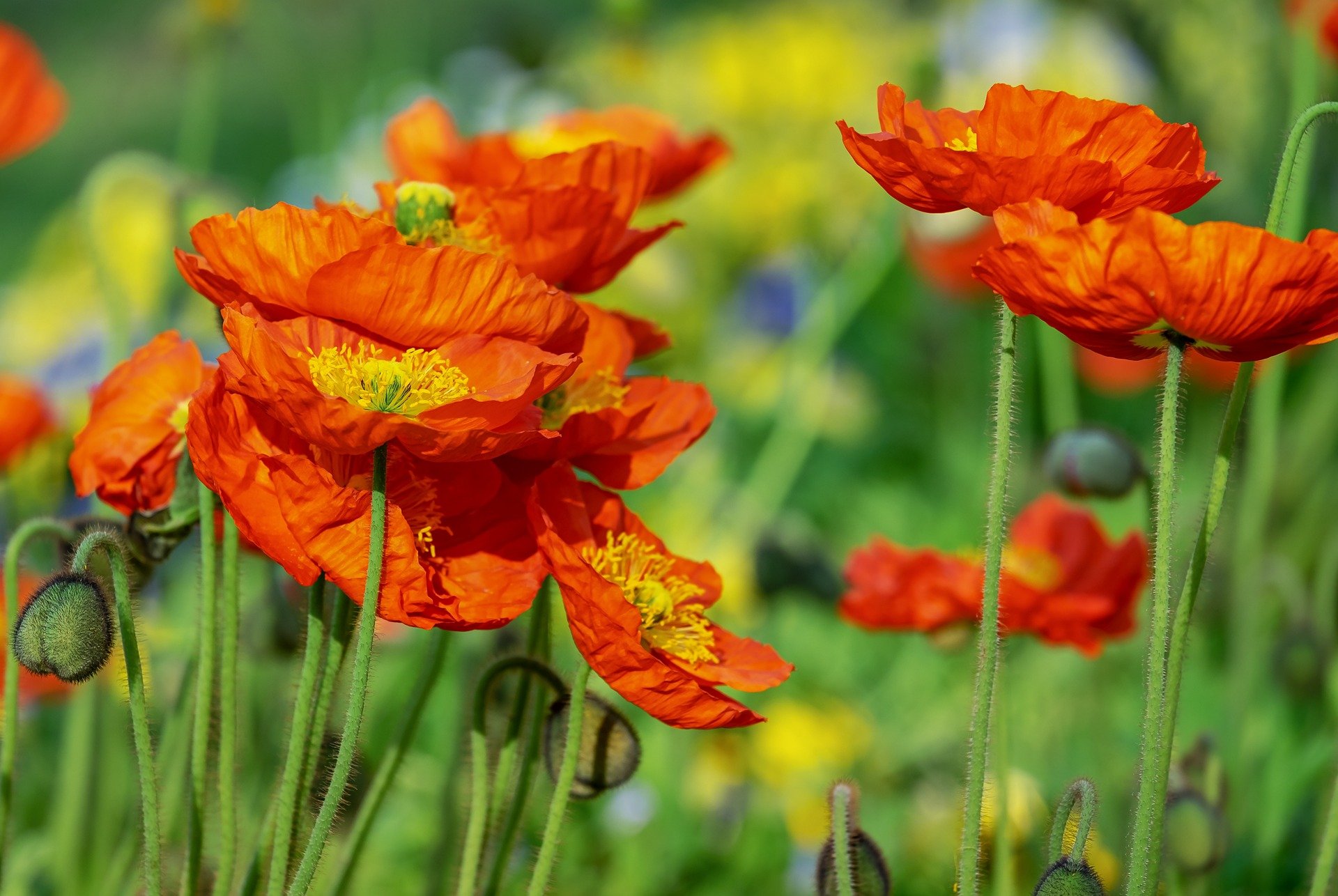 close up of poppies